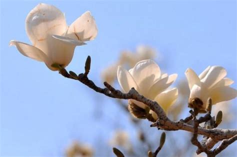 金玉蘭花種植|玉蘭花種植方法以及注意事項